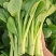 四九菜心种子四季播青菜苔种籽香甜油绿菜薹种子农家蔬菜