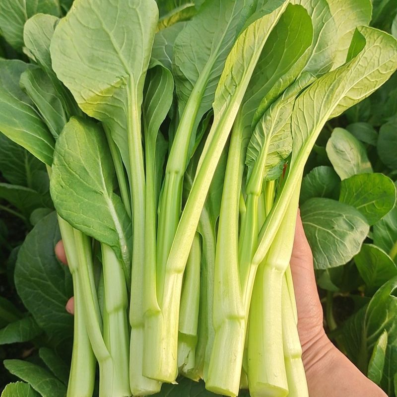 四九菜心种子四季播青菜苔种籽香甜油绿菜薹种子农家蔬菜