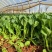 四九菜心种子四季播青菜苔种籽香甜油绿菜薹种子农家蔬菜