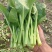四九菜心种子四季播青菜苔种籽香甜油绿菜薹种子农家蔬菜