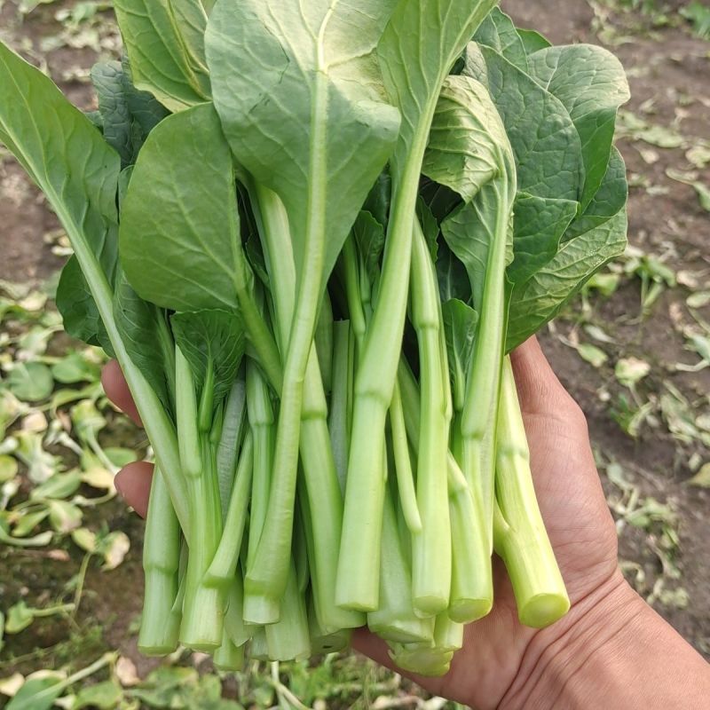四九菜心种子四季播青菜苔种籽香甜油绿菜薹种子农家蔬菜