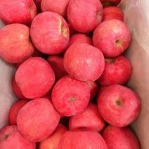 陕西白水苹果红富士苹果，大量现货，诚信经营，对接全国客商