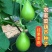 农家菜葫芦种子可食用菜葫芦种籽瓠瓜种籽高产早熟抗病大田蔬