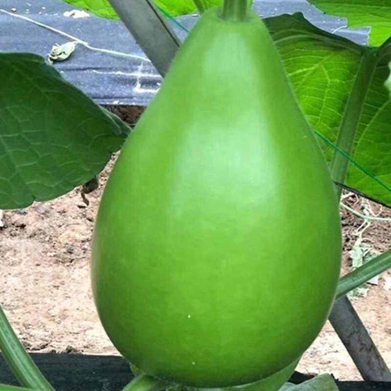 农家菜葫芦种子可食用菜葫芦种籽瓠瓜种籽高产早熟抗病大田蔬