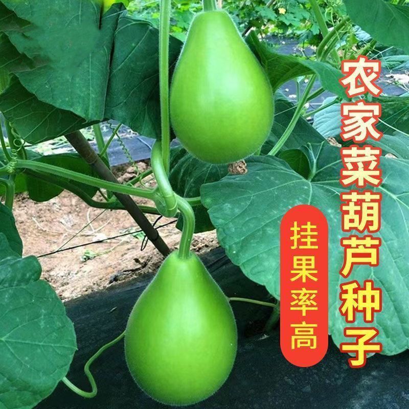 农家菜葫芦种子可食用菜葫芦种籽瓠瓜种籽高产早熟抗病大田蔬