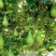 农家菜葫芦种子可食用菜葫芦种籽瓠瓜种籽高产早熟抗病大田蔬