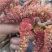 梧树芒鲜杨树花杨树吊，现摘现发保质报量，一手货源产地直发