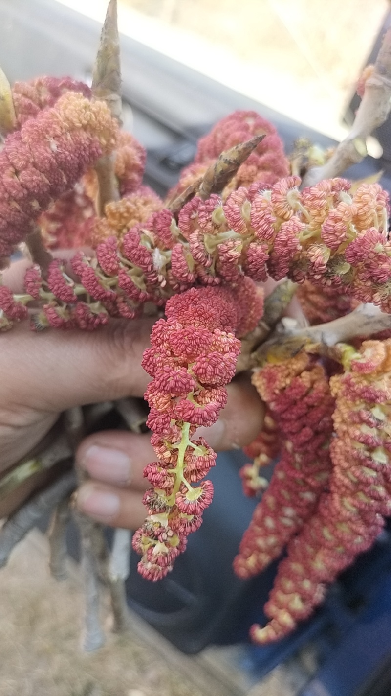 梧树芒鲜杨树花杨树吊，现摘现发保质报量，一手货源产地直发