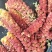 梧树芒鲜杨树花杨树吊，现摘现发保质报量，一手货源产地直发