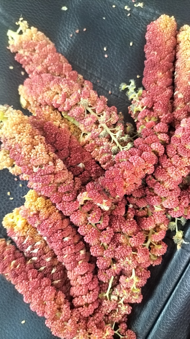 梧树芒鲜杨树花杨树吊，现摘现发保质报量，一手货源产地直发