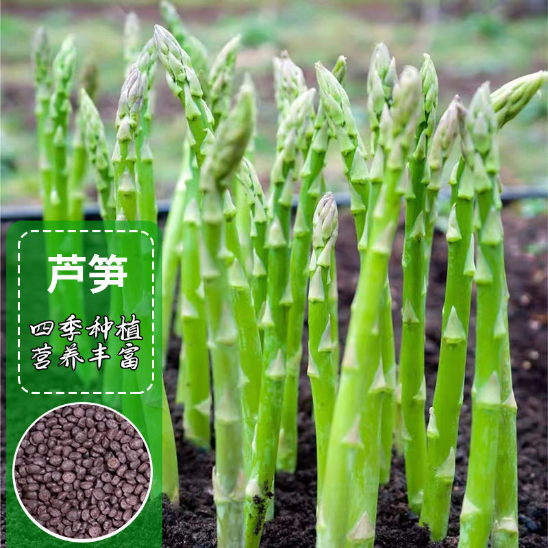 美国芦笋种子耐热耐寒耐绿高产抗病大田阳台四季种龙须菜蔬菜
