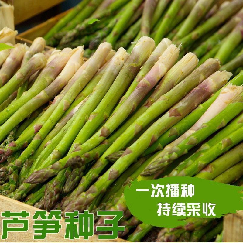 美国芦笋种子耐热耐寒耐绿高产抗病大田阳台四季种龙须菜蔬菜