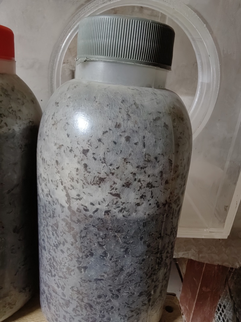 羊肚菌原种！六妹102菌株！800毫升塑料瓶装！