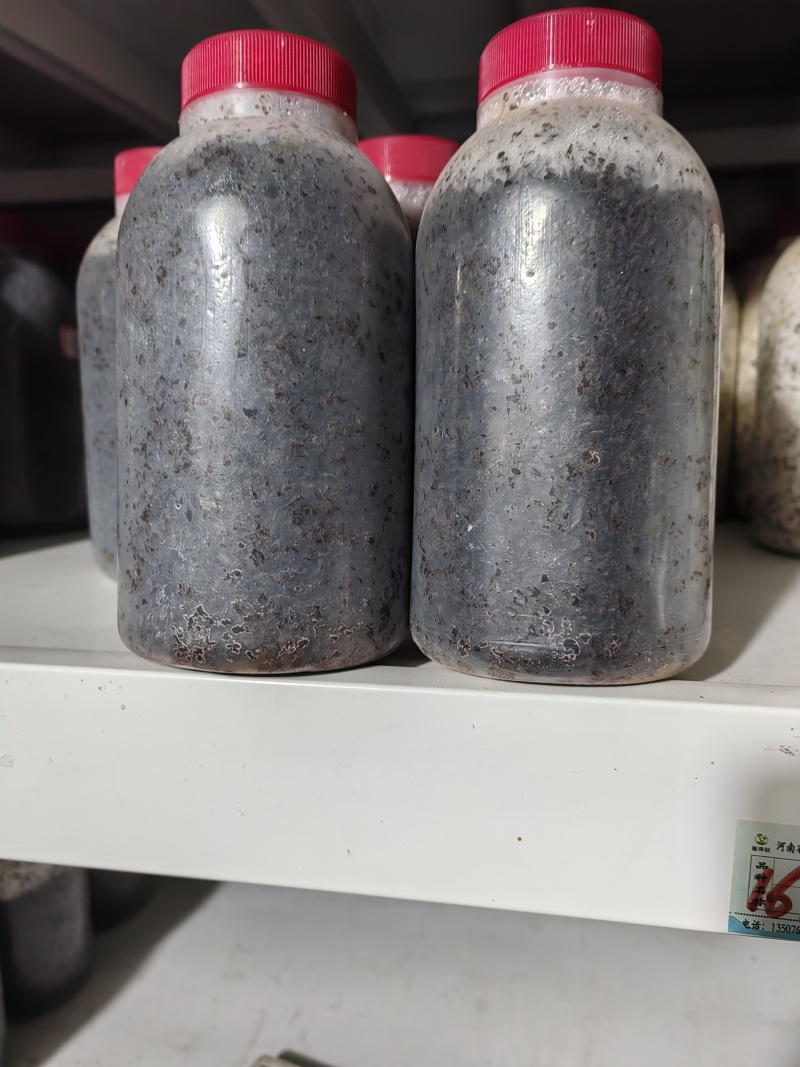 羊肚菌原种！六妹102菌株！800毫升塑料瓶装！