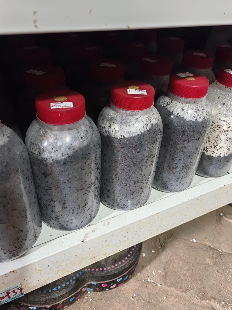 羊肚菌原种！六妹102菌株！800毫升塑料瓶装！