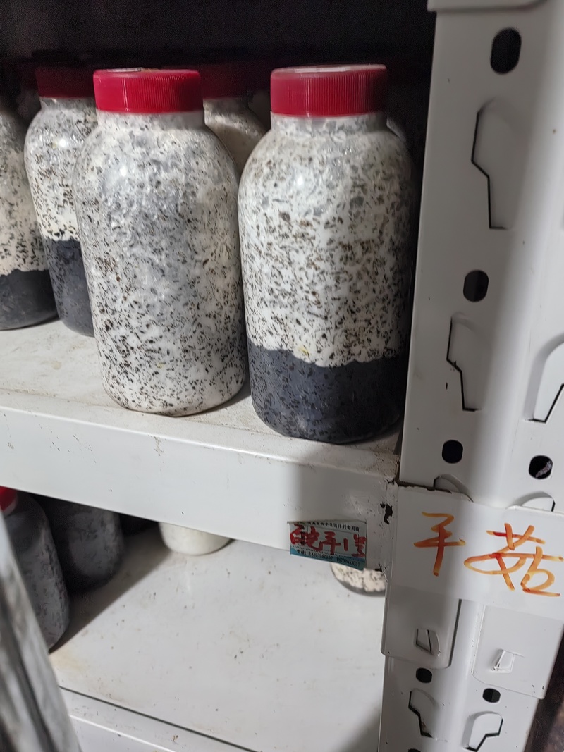 羊肚菌原种！六妹102菌株！800毫升塑料瓶装！