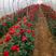 月季四季玫瑰锦带营养钵苗各种规格量大从优