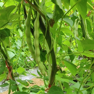 芸豆大量上市精品