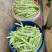 芸豆大量上市精品