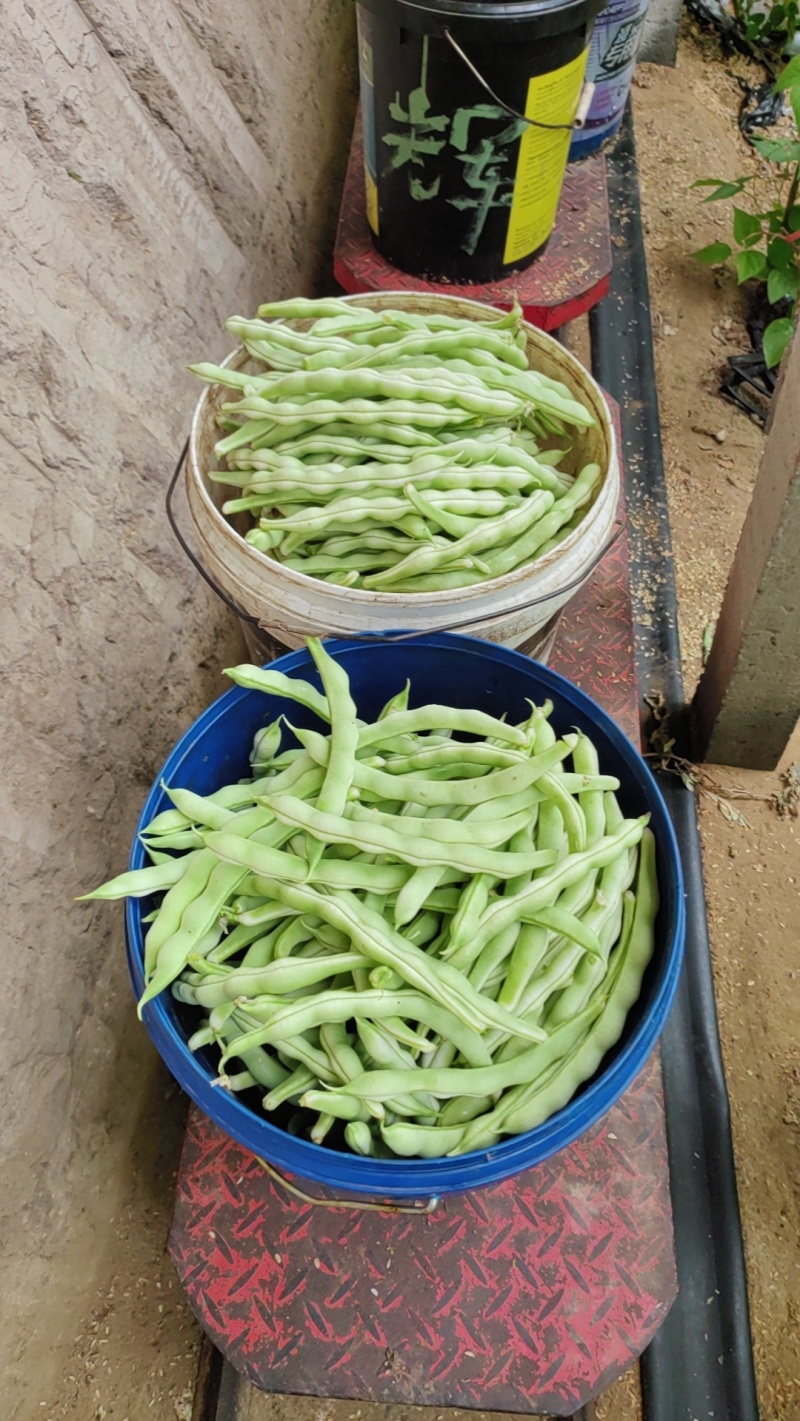 芸豆大量上市精品