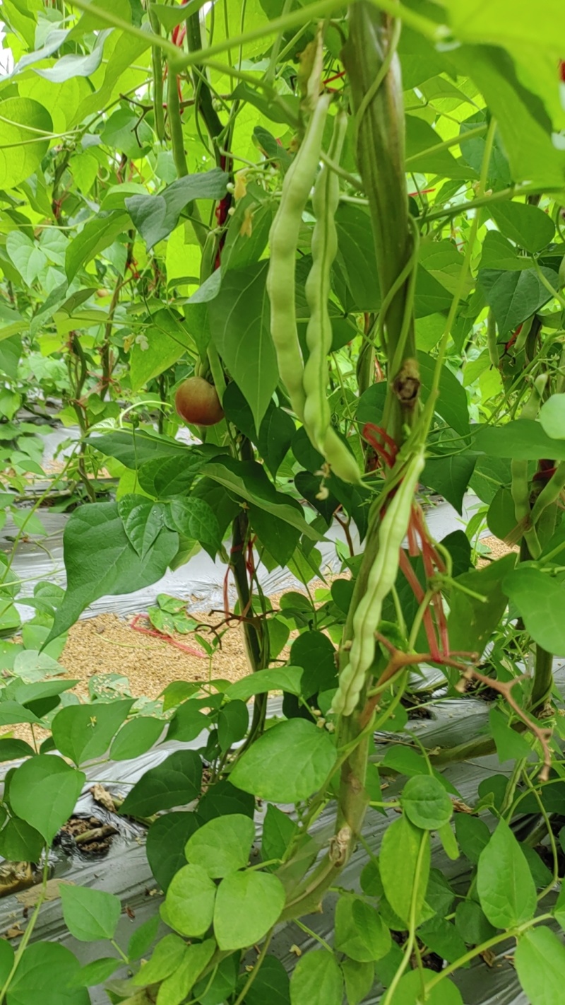 芸豆大量上市精品
