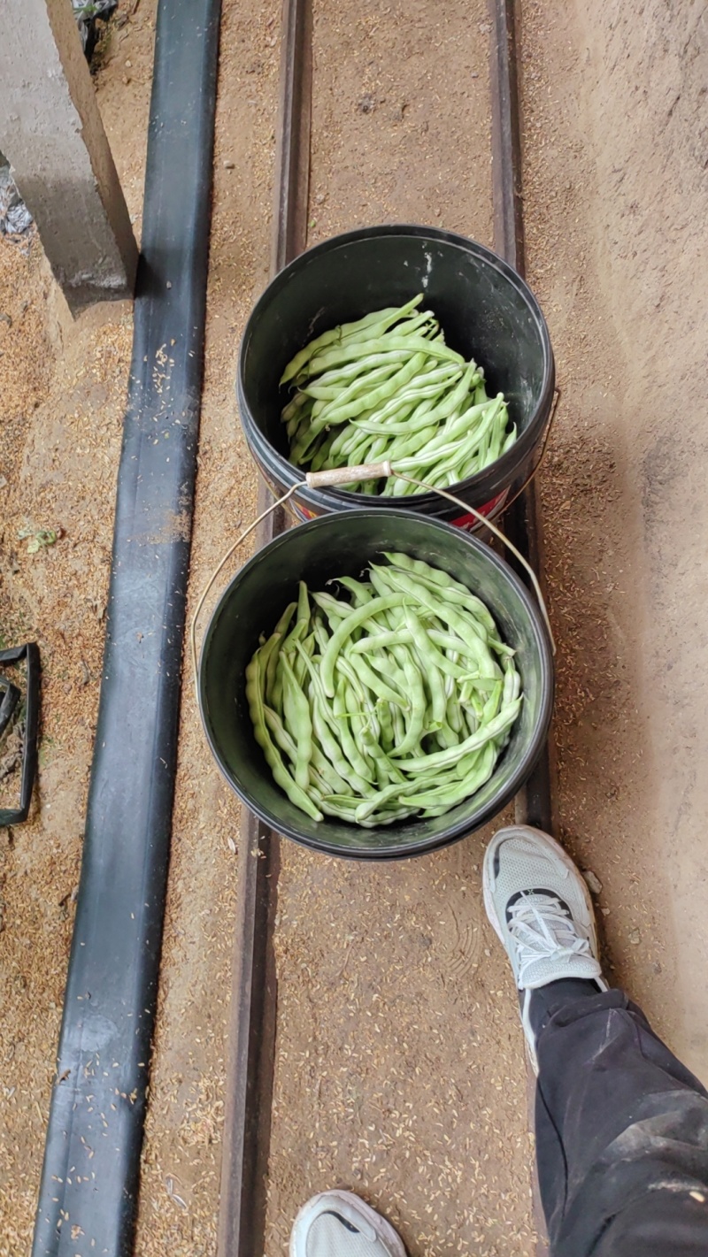 芸豆大量上市精品