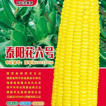 泰阳花六号甜玉米种子
