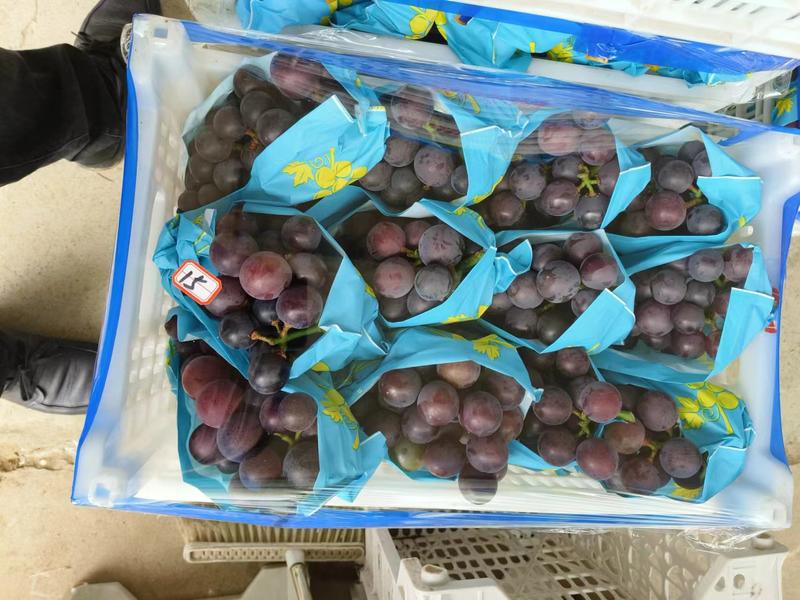 青岛乒乓球夏黑葡萄上市了产地直发量大从优专业团队欢迎合作