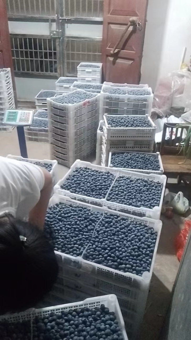 蓝莓L25，产地一手货源，可对接所有销售渠道