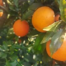 长叶橙熟了，八十多万斤