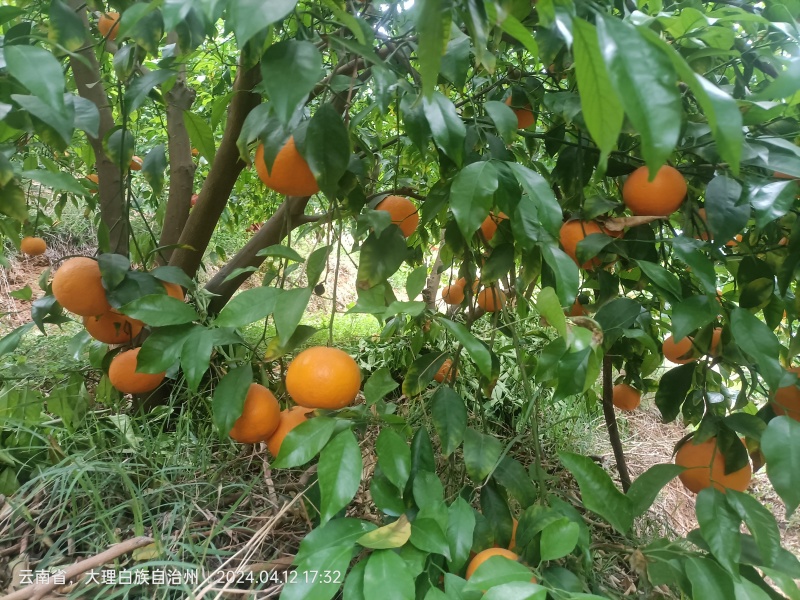 云南大理宾川沃柑