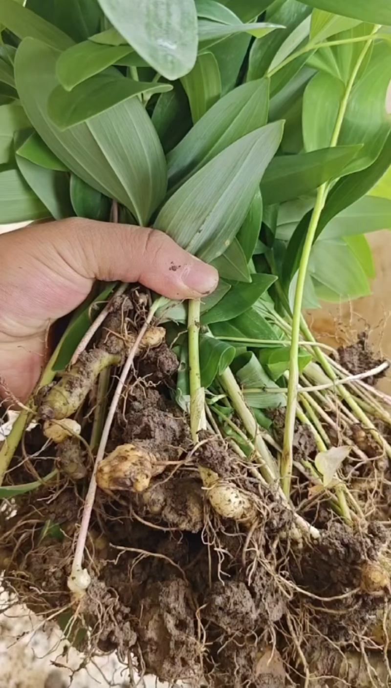 黄精苗3年露天块茎练化苗饼状生长产量高含量高