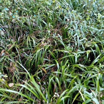 大量出售红芯大叶石蒲种苗