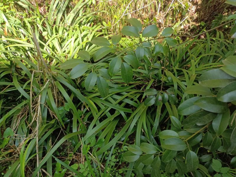 大量出售红芯大叶石蒲种苗