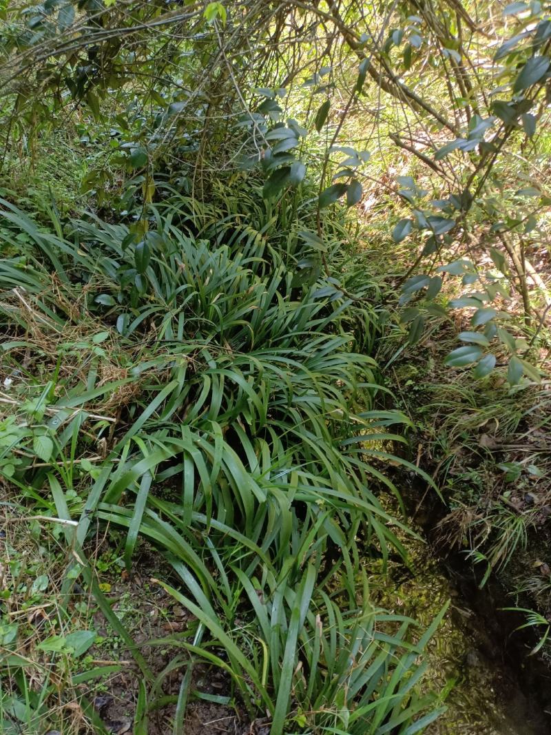 大量出售红芯大叶石蒲种苗