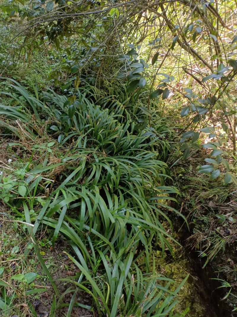 大量出售红芯大叶石蒲种苗