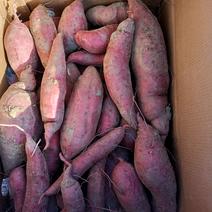 卖红薯。品种是西瓜红
