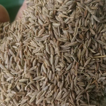烧烤孜然碎热卖推荐/食品厂腌制专用、烧烤必备/味香浓郁常