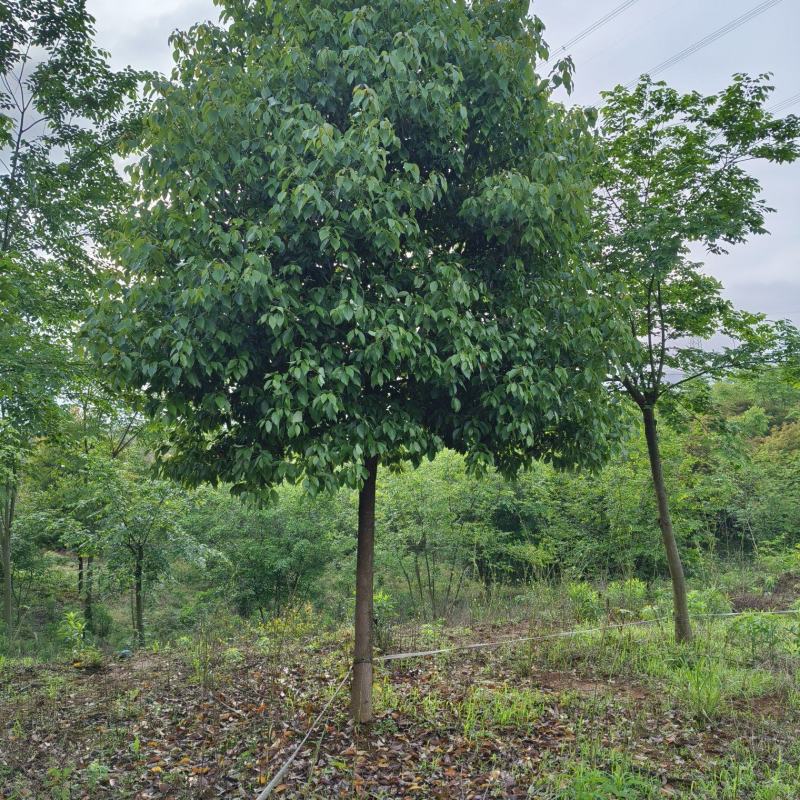 移植香樟，香樟价格