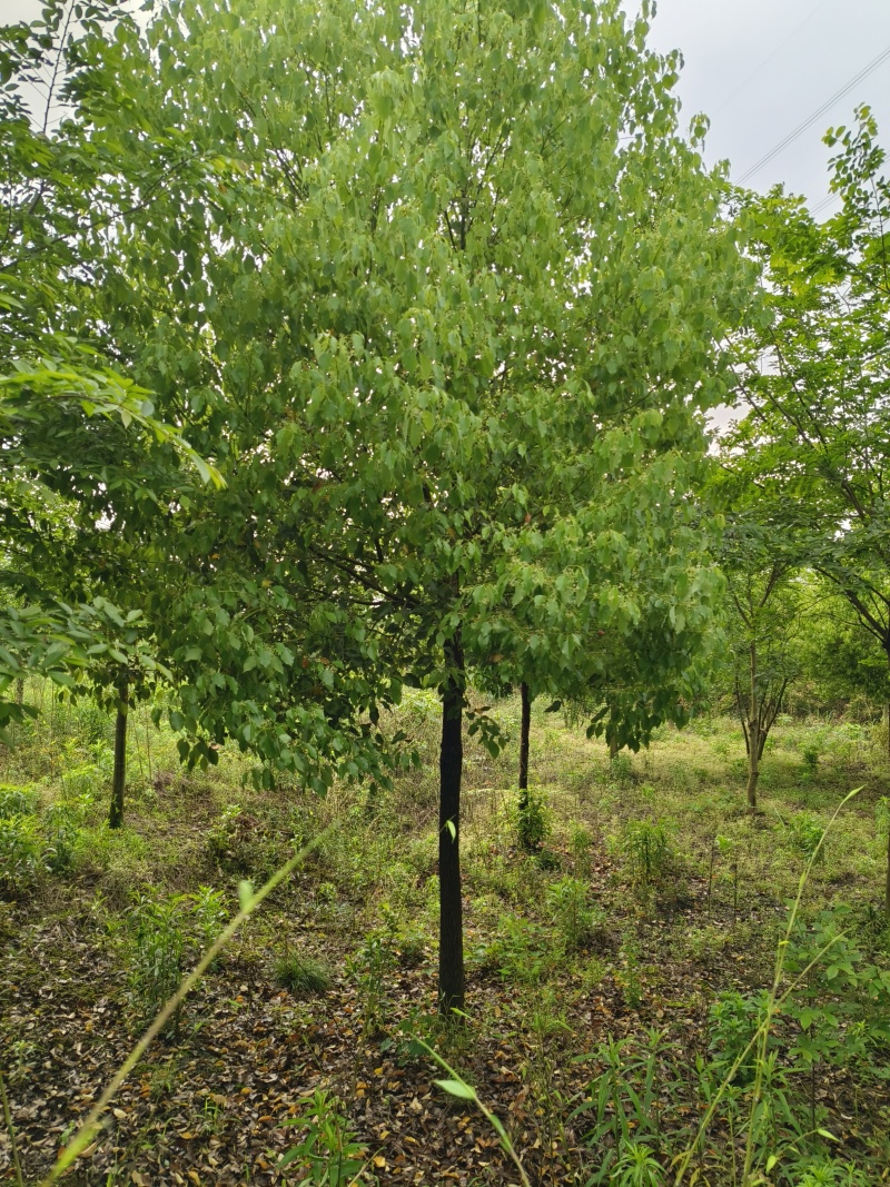 移植香樟，香樟价格