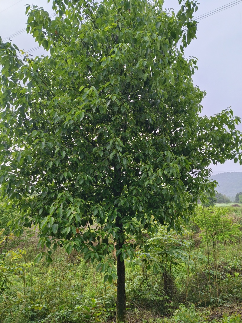 移植香樟，香樟价格