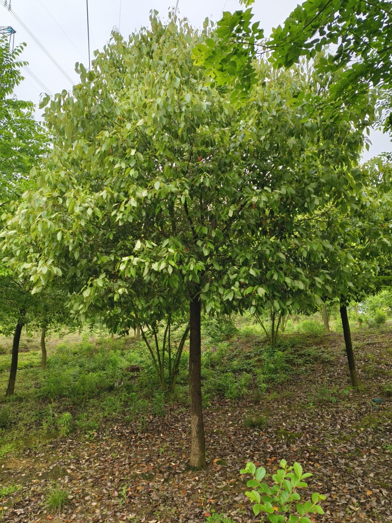 移植香樟，香樟价格