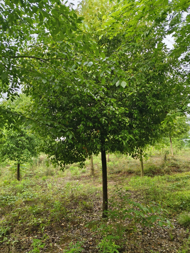 移植香樟，香樟价格