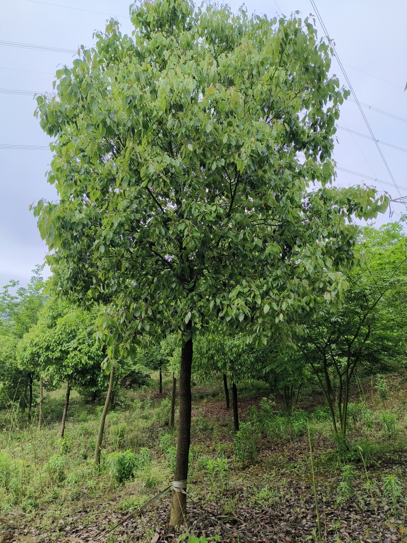 移植香樟，香樟价格