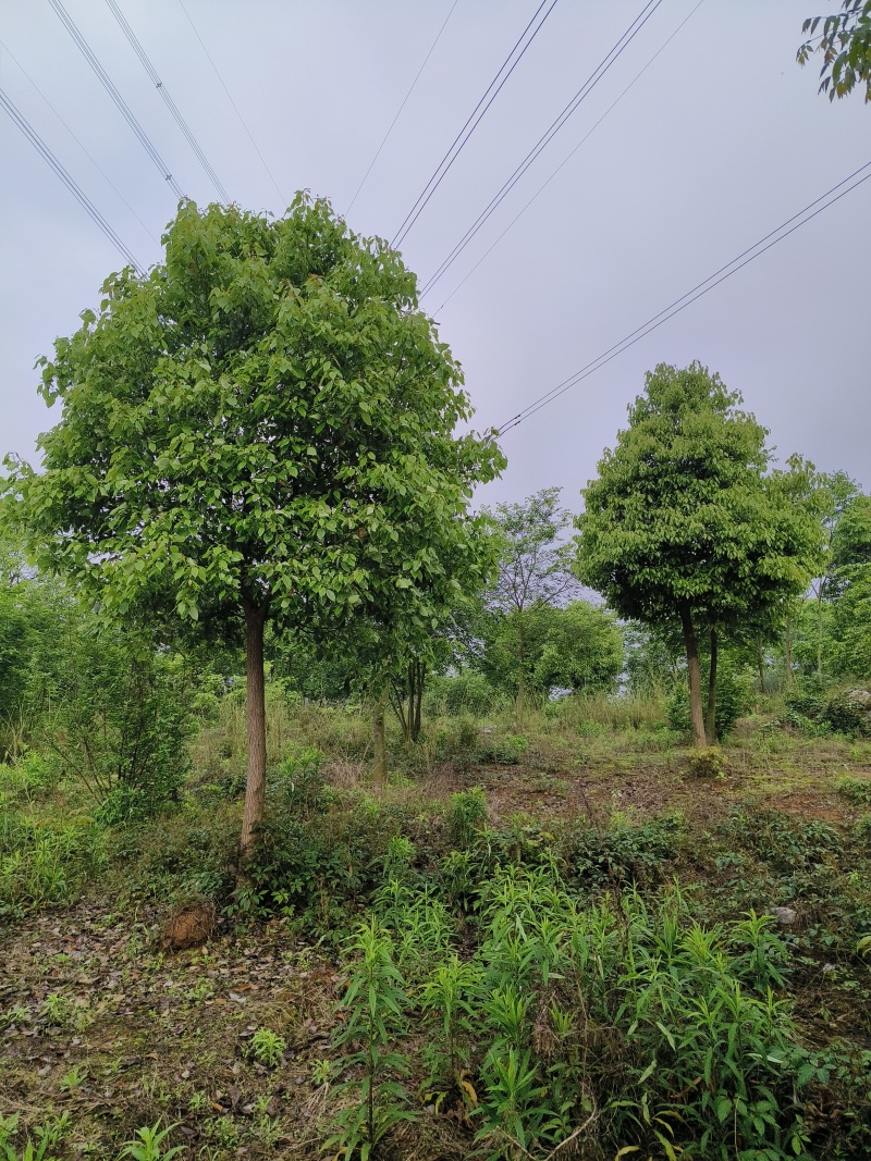 移植香樟，香樟价格
