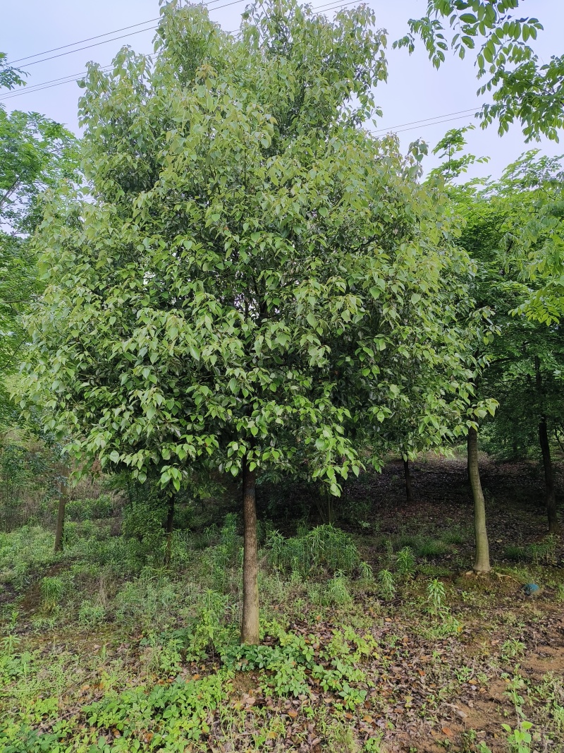 移植香樟，香樟价格