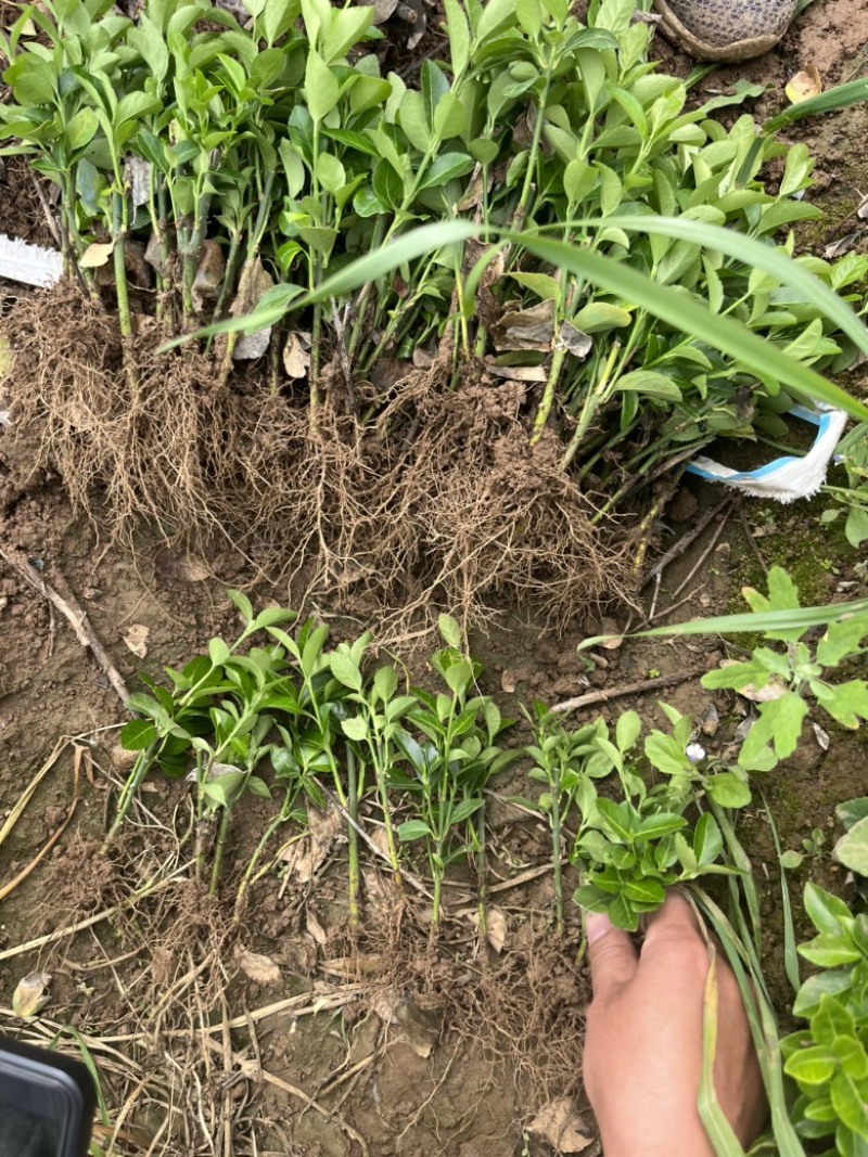 卫矛床面、卫矛分载苗、卫矛工程苗