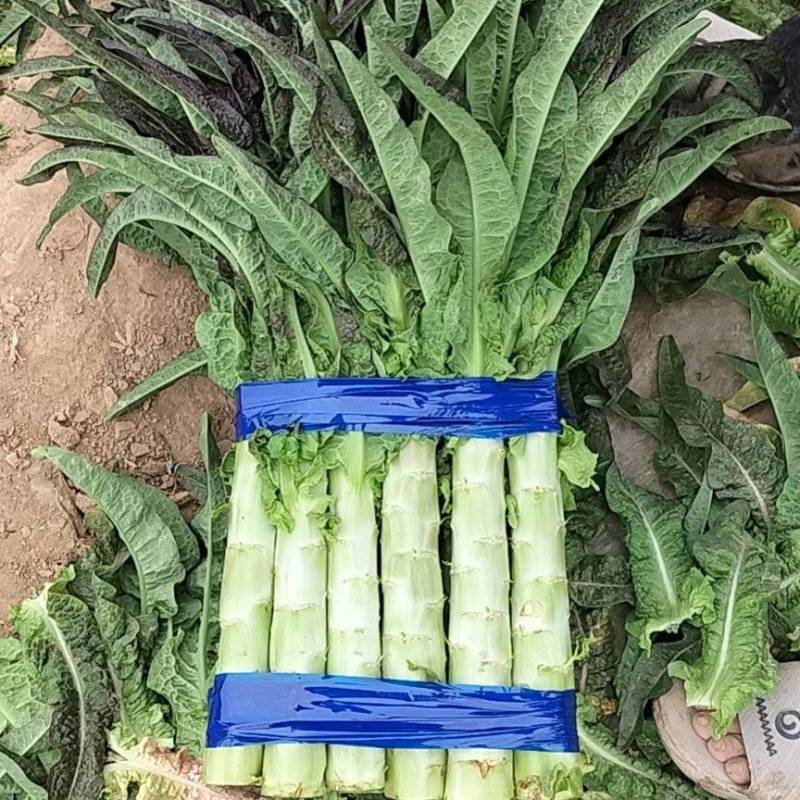 红叶香莴笋，开封万亩莴笋基地，质量好，价格优惠