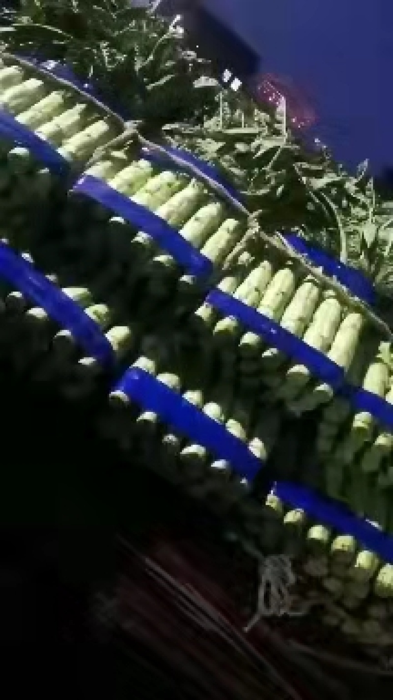 红叶香莴笋，开封万亩莴笋基地，质量好，价格优惠
