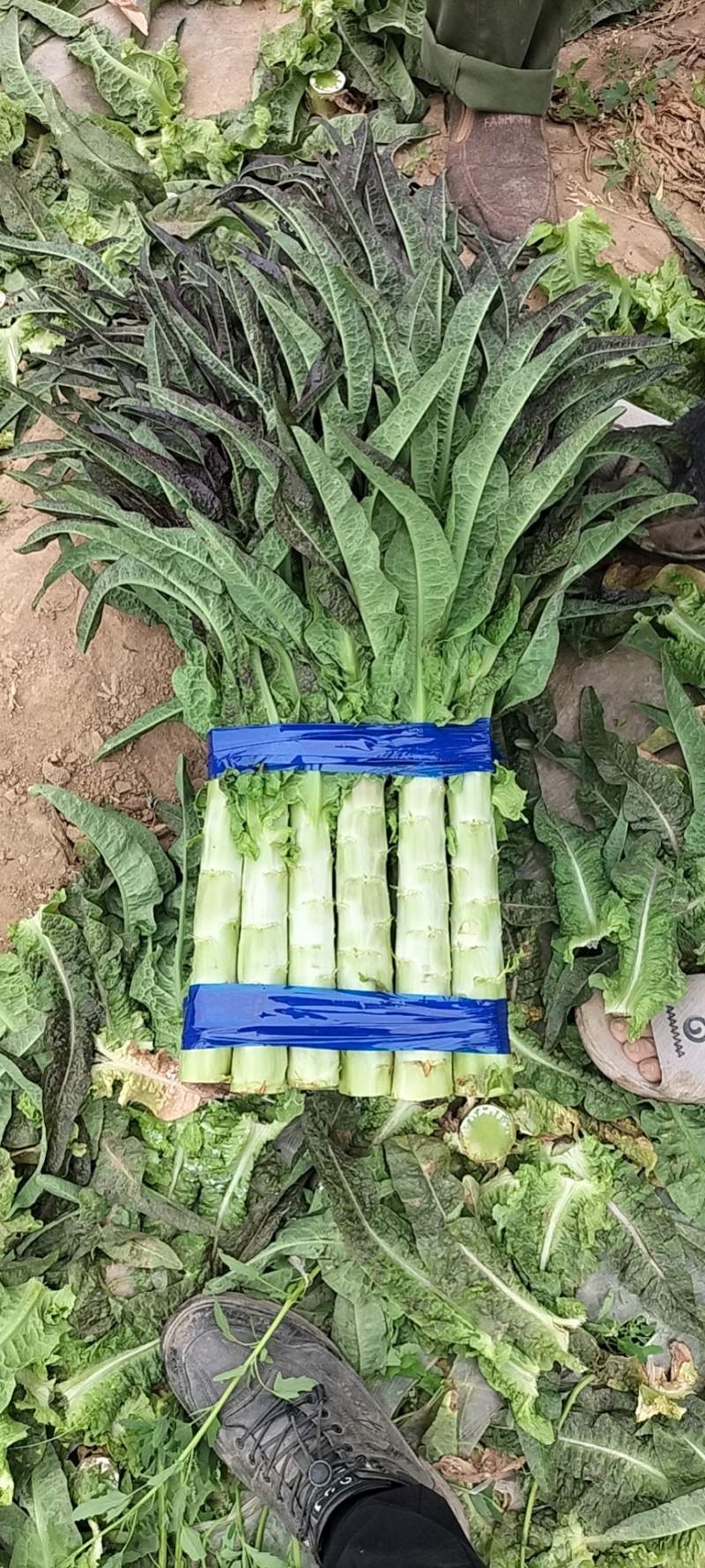 红叶香莴笋，开封万亩莴笋基地，质量好，价格优惠